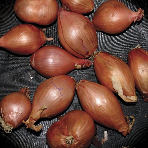 Ty Segall - Fried Shallots EP (2017) [24bit FLAC]