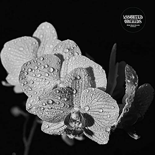 Assorted Orchids - Assorted Orchids (2021)