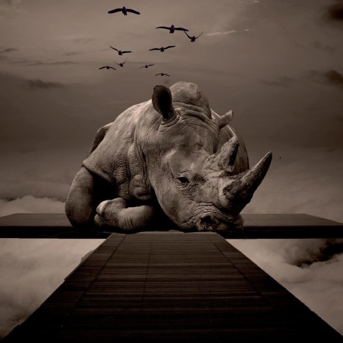 Joe Milausnic - Sign Of The Rhinoceros (2022)