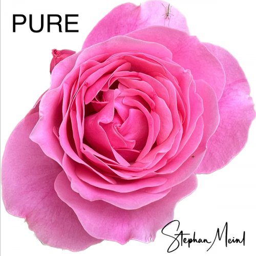 Stephan Meinl - Pure (2023) Hi-Res