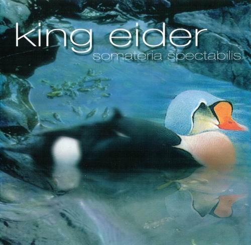 King Eider - Somateria Spectabilis (2005)